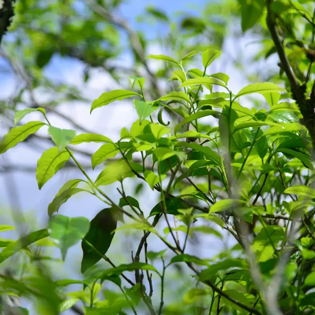 Ya Shi Xiang (Duck Shit Aroma) Dan Cong Tea · 70g — detail 7