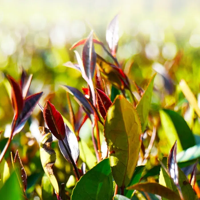 2019 Zi Juan Purple Tea Cake - Sheng Purple Tea 100g — detail 2