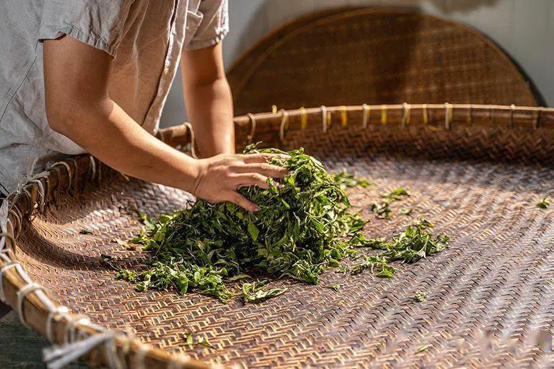 Feng Huang Dan Cong Oolong Tea - Da Wu Ye, Mi Lan Xiang Tea · 70g — detail 7