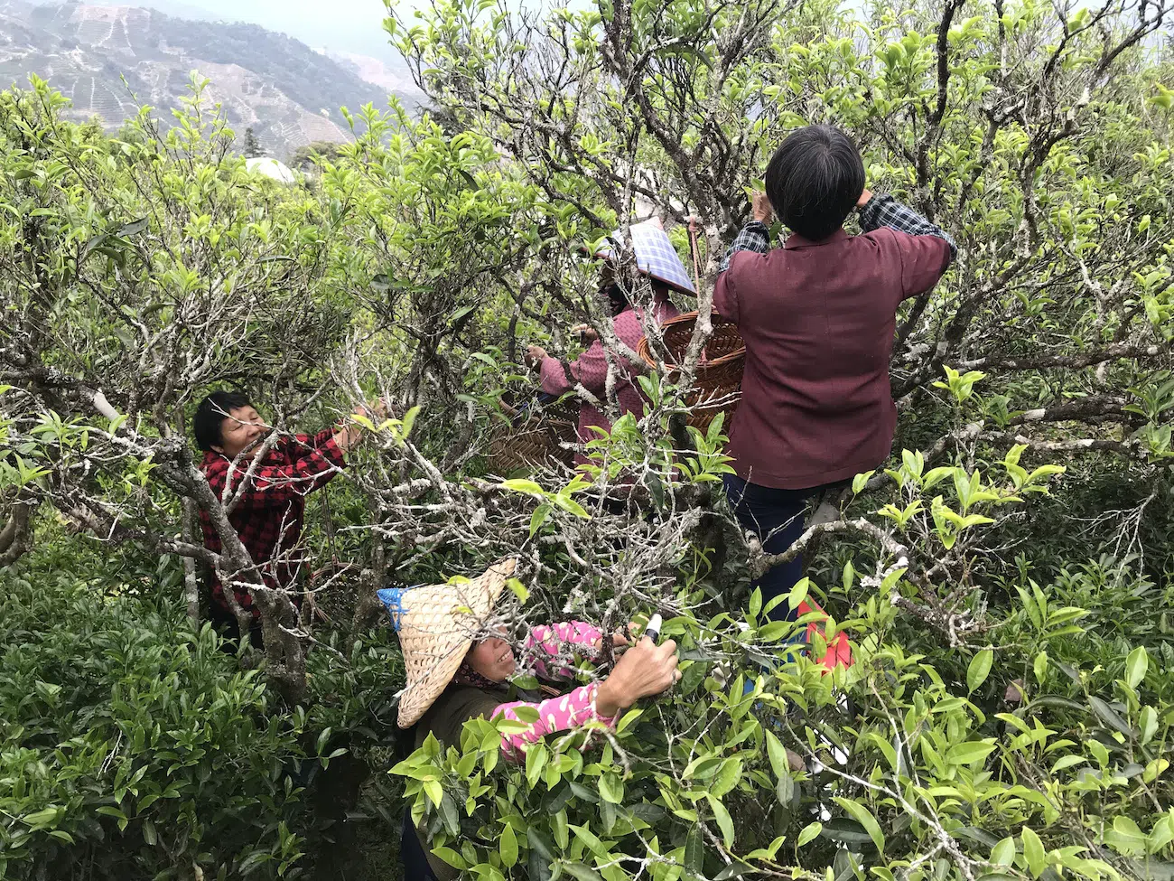Ya Shi Xiang (Duck Shit Aroma) Dan Cong Tea · 70g — detail 5
