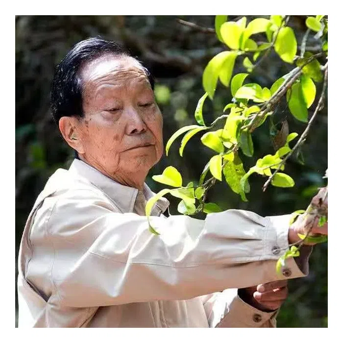 2024 Lao Tong Zhi Old Comrade ‘Fen Dou’ Raw Pu Erh Tea Cake 357g — detail 6