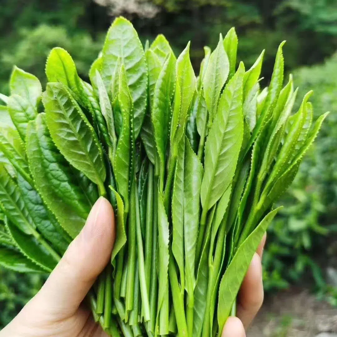 Tai Ping Hou Kui - Monkey Picked Green Tea · 70g — detail 1