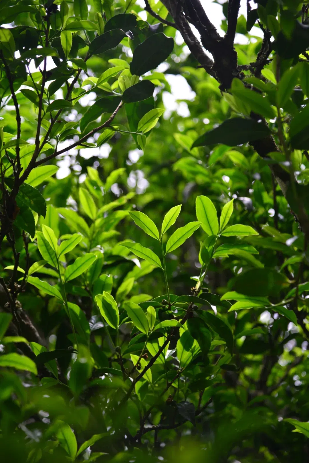 Feng Huang Dan Cong Oolong Tea - Da Wu Ye, Mi Lan Xiang Tea · 70g — detail 5