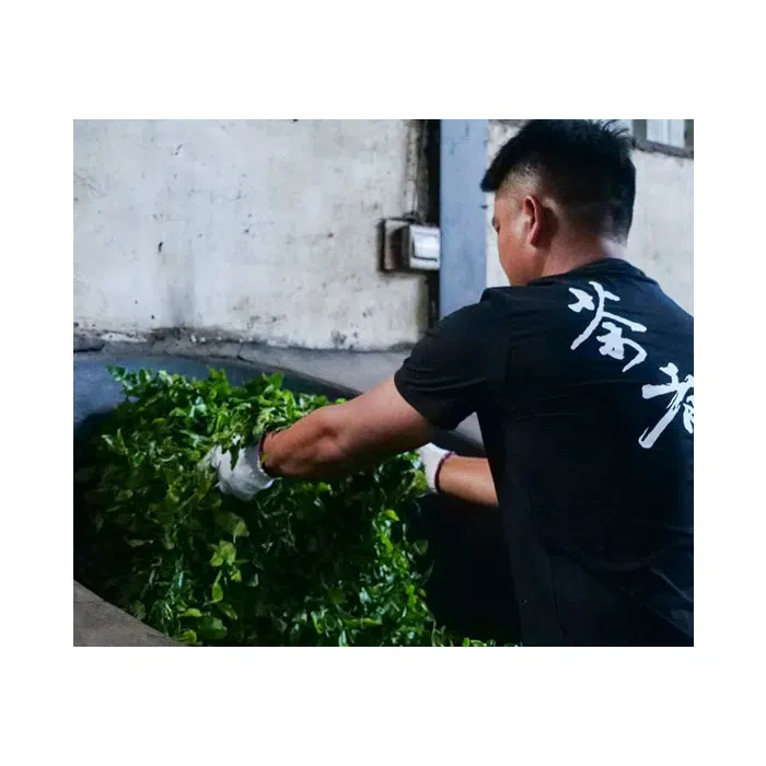 2021 Phoenix Ripe Pu Erh Tea Collection: Ban Zhang, Yiwu, Bingdao — detail 4