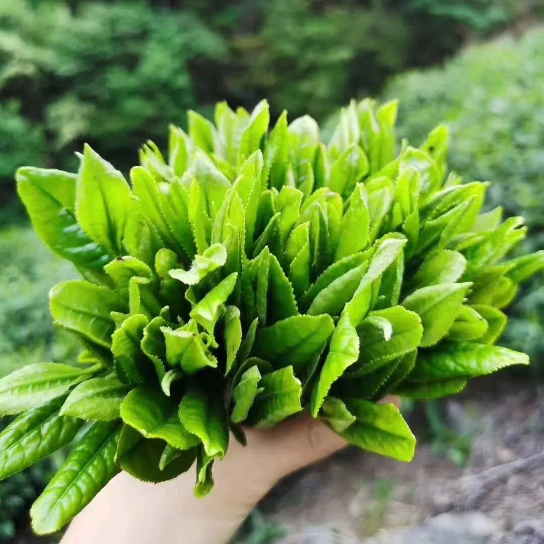 Tai Ping Hou Kui - Monkey Picked Green Tea · 70g — detail 2